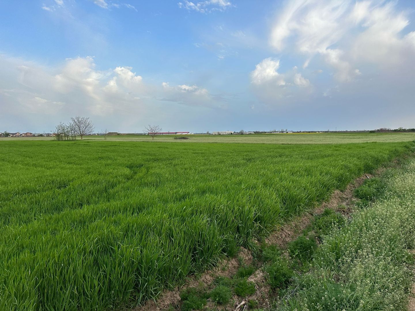 Teren intravilan cu destinatie rezidentiala 7.458 mp Balotesti - Poză 4