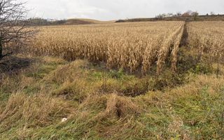 Teren 24 ari | Grănicesti | Front 19 m | DN2H - Poză 3