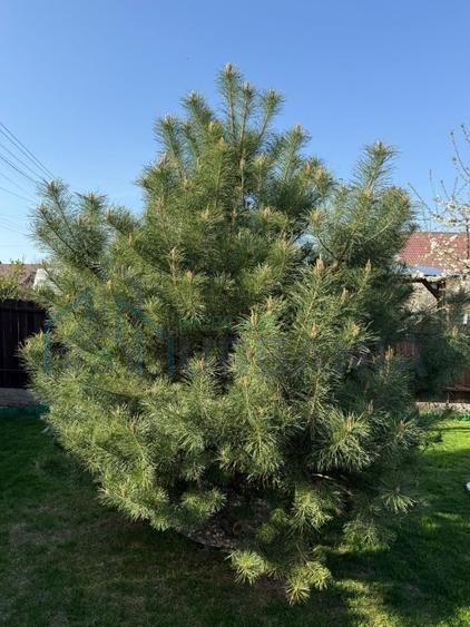 Casă individuală, Lunca Cetătuii, Iași - 195.000 EUR - Poză 15