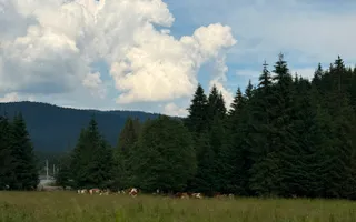 PARCELE DE VÂNZARE, pe malul râului BÂSCA, COMANDAU, COVASNA - Poză 13