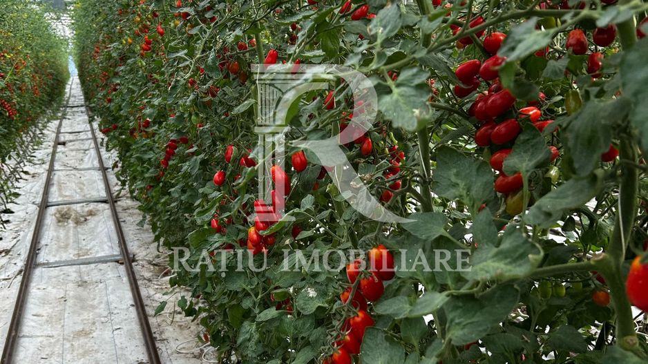 Complex agroindustrial de închiriat | Sere 3.300 mp - Poză 7