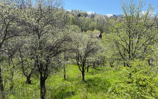 Teren 2500 mp Sohodol - Poză 17