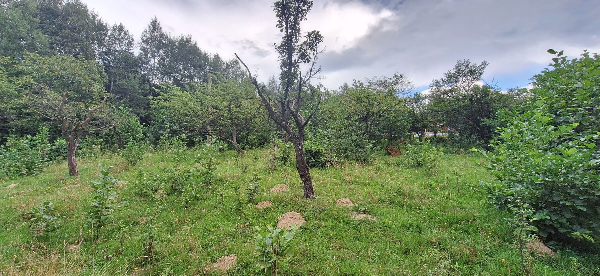 Bran-Predelut doua parcele de 2000+3000mp pret 25 euro/mp - Poză 14