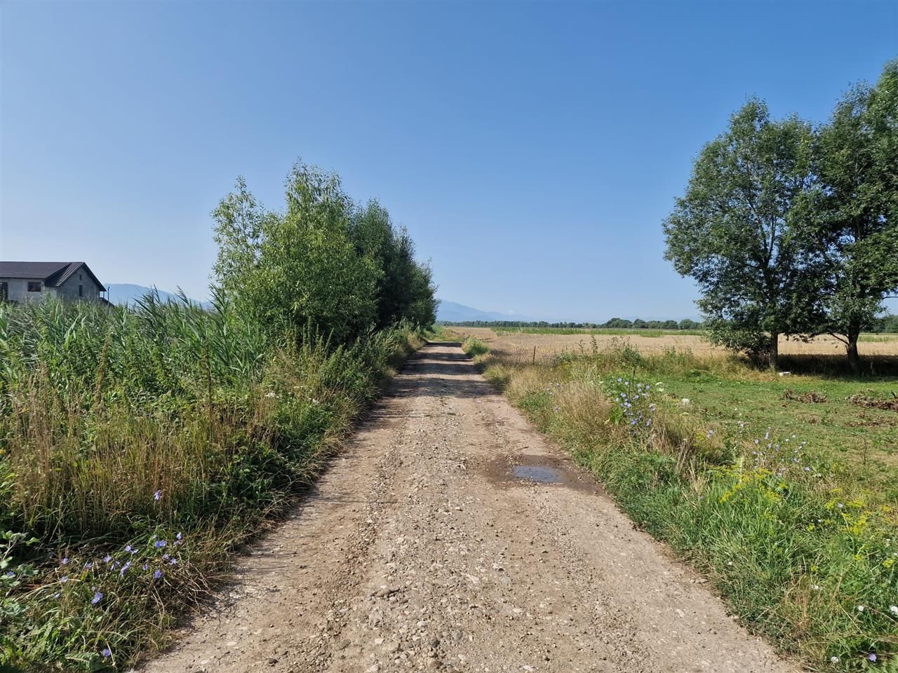 Oportunitate investitie, teren Bod, Brasov. - Poză 4