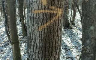 Teren forestier de vânzare, 1 ha, județul Neamț, comunele Rediu Borlești, OS Tazlău - Poză 9