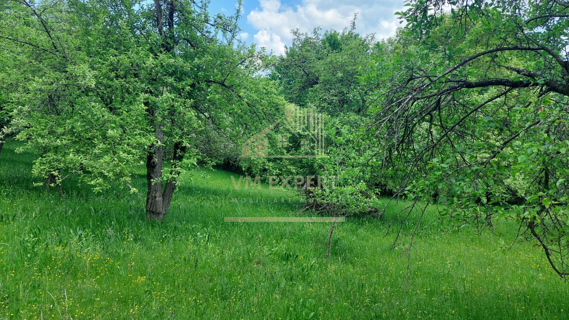 TEREN 1617 MP CAMPULUNG-MUSCEL - Poză 5