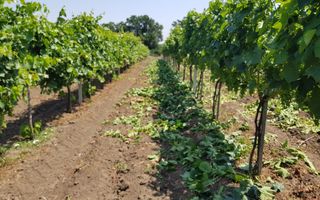 Plantație de viță-de-vie 5,7 ha  investiție cu recuperare rapidă - Poză 9