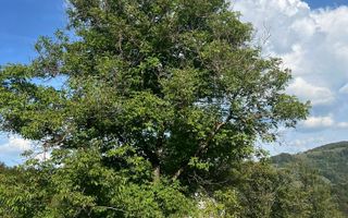 Super oferta I Vânzare Teren – Poiana Sohodol, Județ Alba - Poză 6