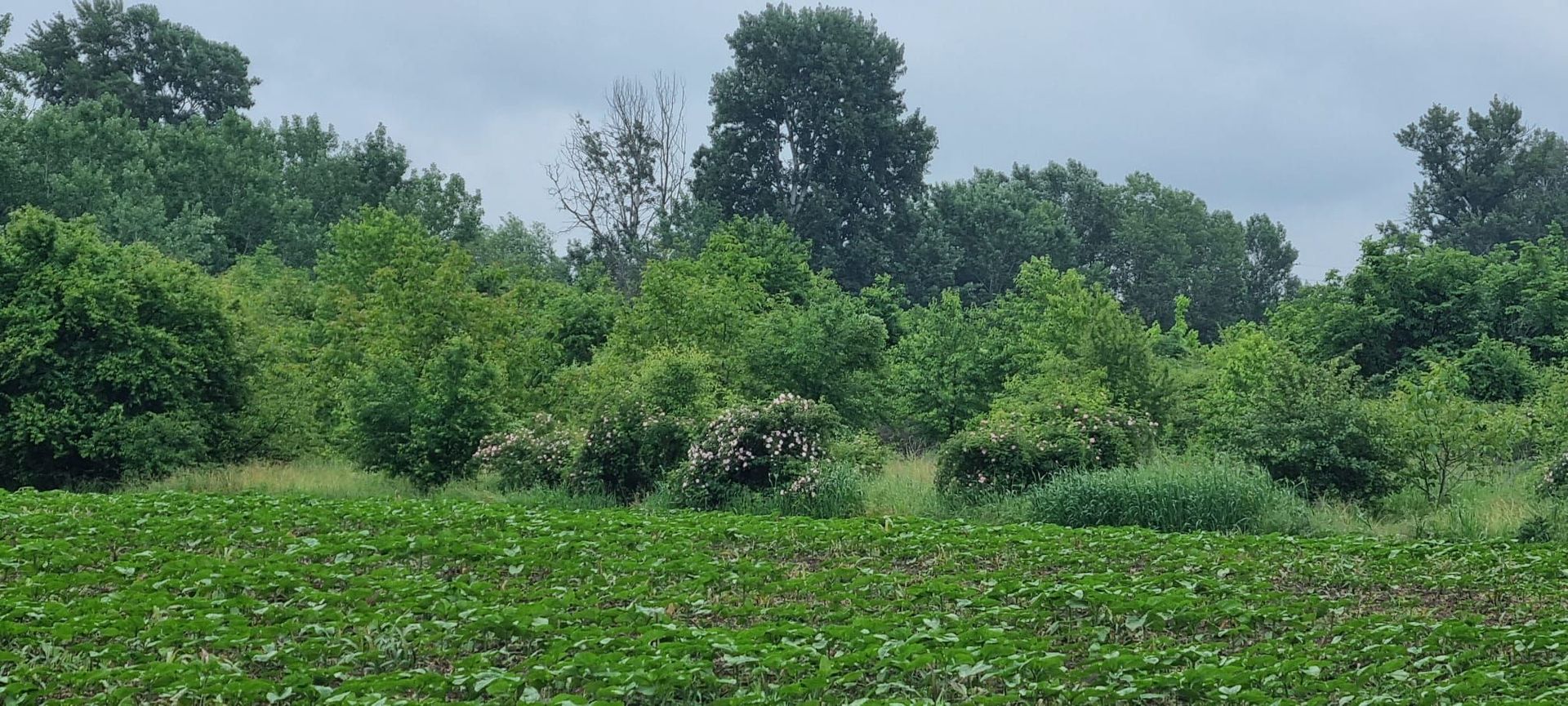 Teren Intravilan 615mp-Deschidere Generoasa ,Pozitie Excelenta - Poză 3