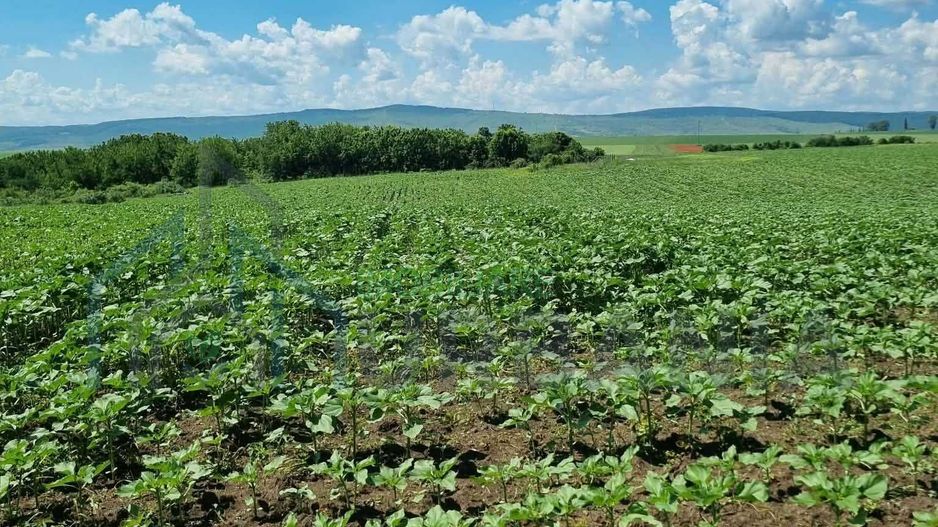 Teren extravilan Miroslava, zona Ferma Liliac – 722 mp – oportunitate de investiție – 10.000 euro - Poză 4