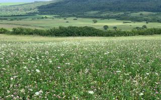 Teren arabil de 630 hectare în Galați - Poză 3