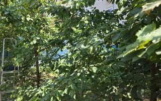 Casa de vanzare Aradului - Poză 18