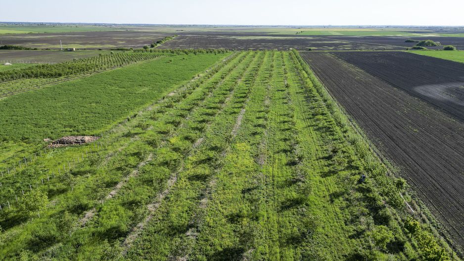 Livadă de nuci și pruni 2.4ha în Variașul Mare - Poză 22