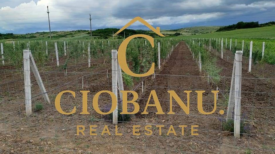 Teren intravilan cu PLANTATIE DE GOJII de vanzare in Racari - Poză 19