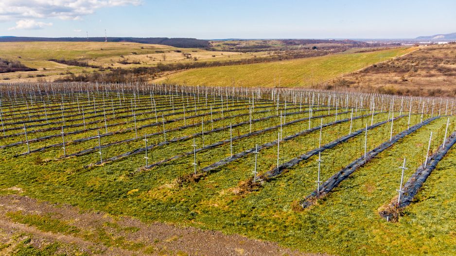 Plantație Bio de mure și zmeură  26,4 ha în Lipova - Poză 5