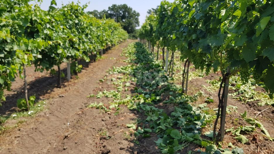 Plantație de viță-de-vie 5,7 ha  investiție cu recuperare rapidă - Poză 9