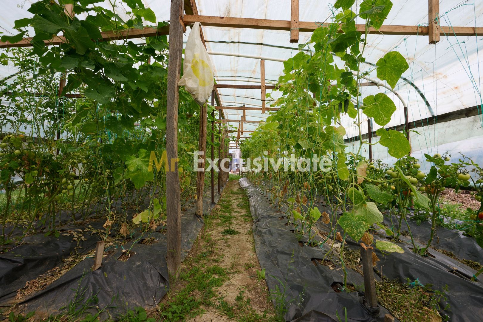 Casă cu teren generos – Vedea-Arges - Poză 32