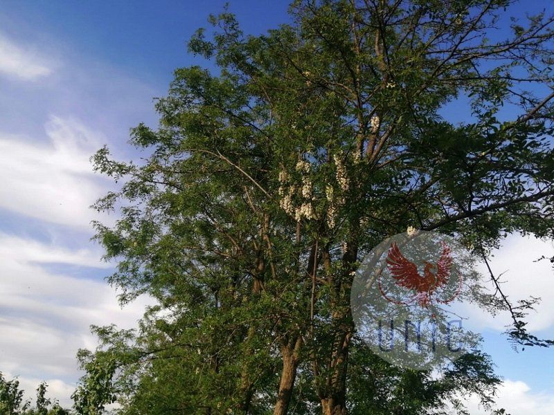 Casa 4 camere, Prejba - Poză 16