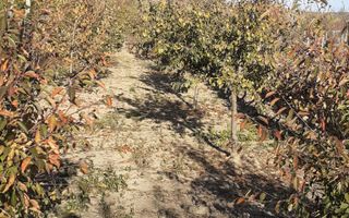 Casa Bradesti, teren 1239 mp - 29 995 Euro - Poză 3