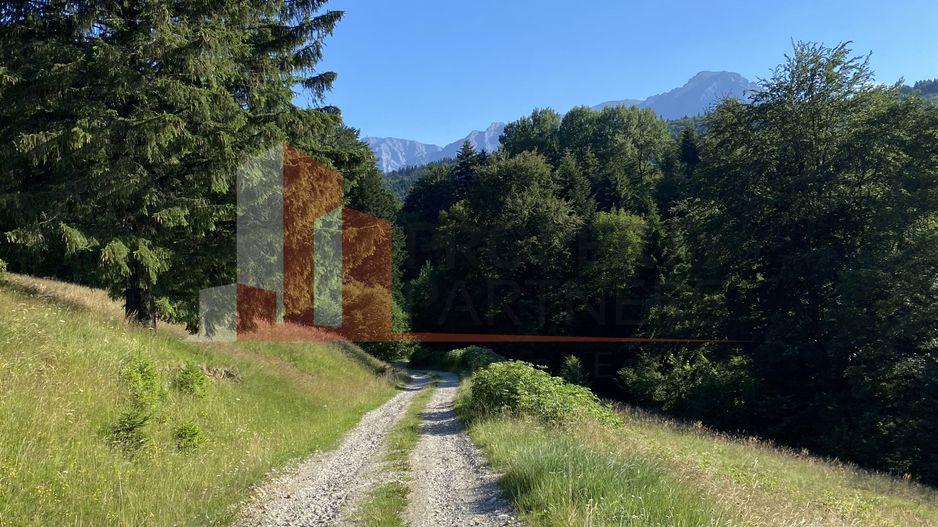 Teren 14400 mp la iesire din Rasnov inspre Pârâul Rece-Trei Brazi - Poză 11