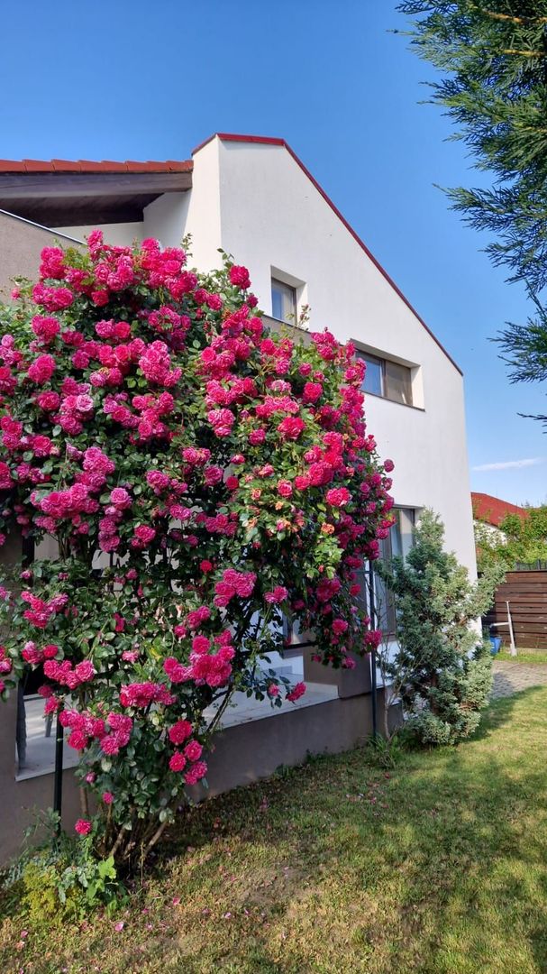 Casă de închiriat în Dumbravita – 3 dormitoare si garaj - Poză 13