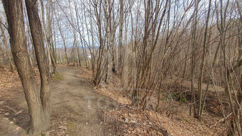 Teren Intravilan 2.938 mp | Tocile - Poză 8