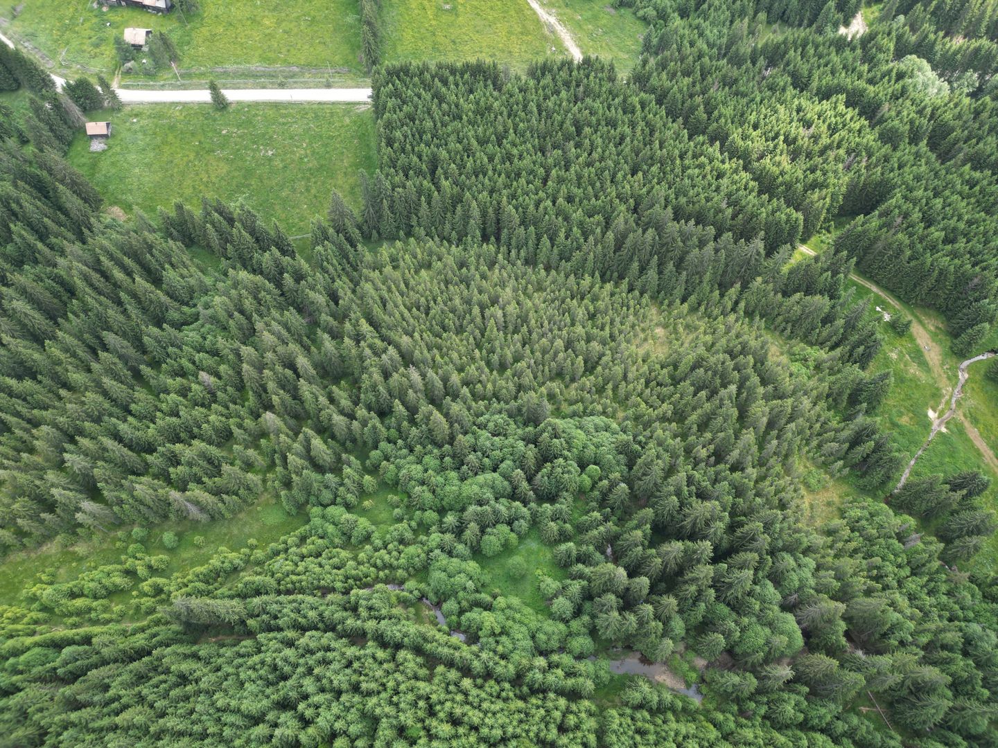 Teren extravilan 5000 MP Comandau - Poză 8