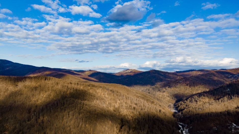 Pădure fag 51 ha în Petriș - Poză 2