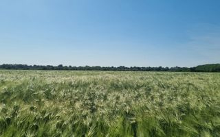 Ferma de Cultura Mare 1100 HA - Poză 8