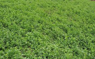 De vanzare teren intravilan Miroslava [Iasi] - Poză 4