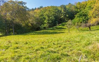 Teren | Intravilan | 2439 MPU | Fântânele - Poză 7