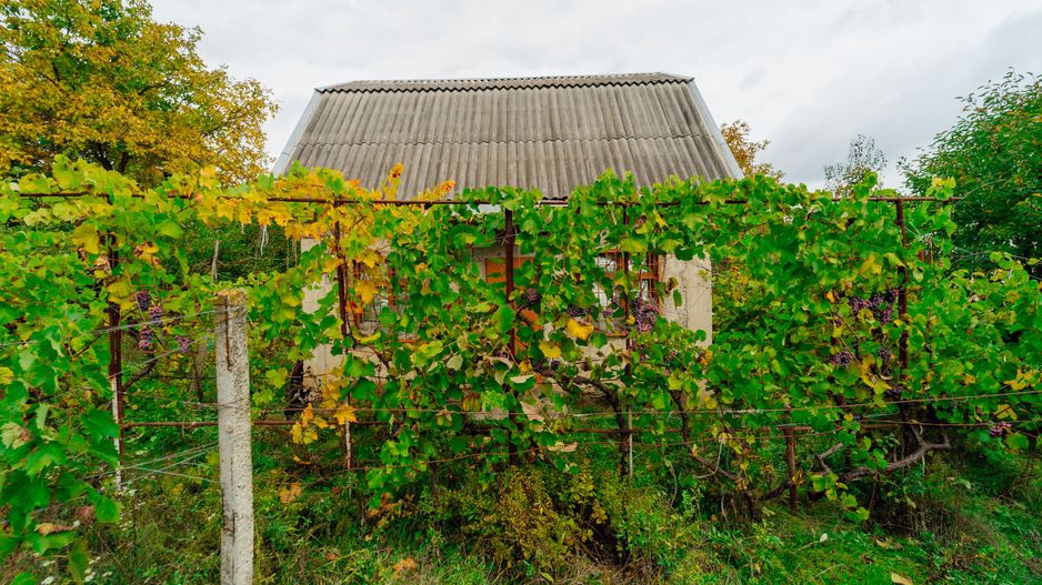 Lot pomicol de 6 ari în Ialoveni, cu construcție auxiliară. - Poză 12