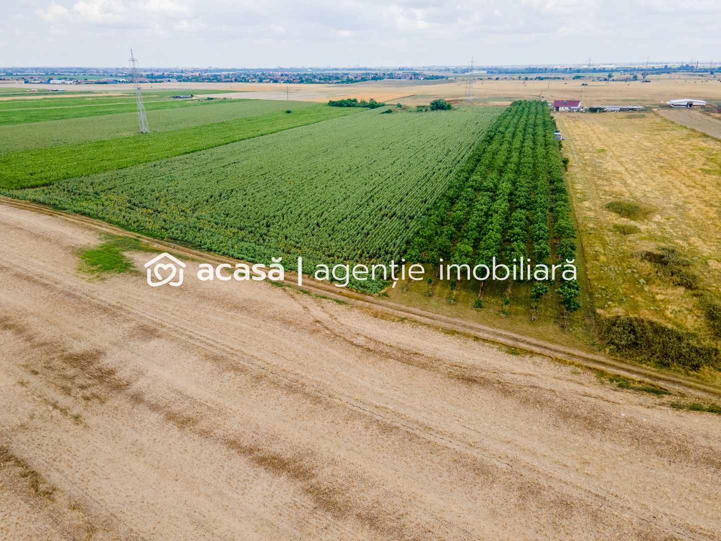 Teren cu plantație de arbori Paulownia, 1.25 ha - Poză 4