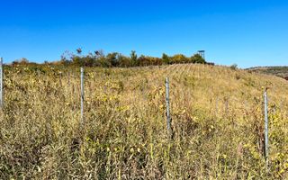 14Ha podgorie, livada pomi fructiferi, si conac 3000mp - Poză 15