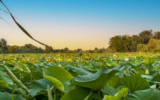 Teren Lacul Snagov 1.976 mp | 19,18 m front la lac | Vilă P+1 | 0% com - Poză 1