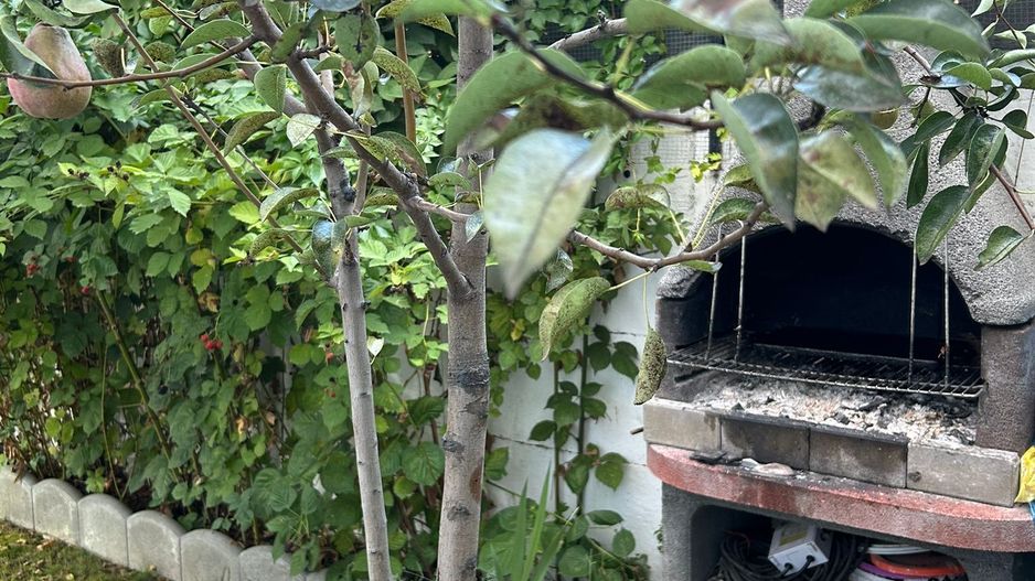 Vilă 4 camere | Tunari | De Vânzare - Poză 8