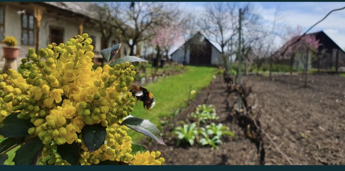 Vand casa in Com.Petresti, ultracentral, 42 ari teren - Poză 4