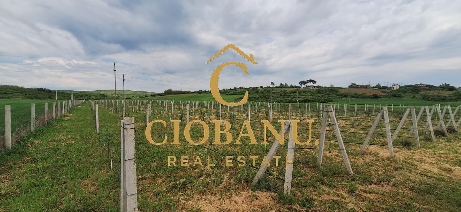 Teren intravilan cu PLANTATIE DE GOJII de vanzare in Racari - Poză 13