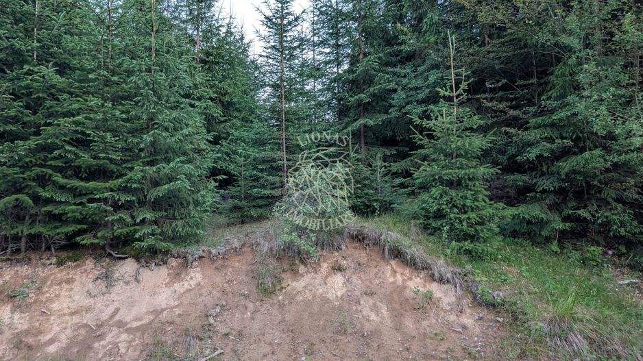 Teren 19,500 mp (1,95 Ha)-curent-ideal cabane-Colibita - Poză 2