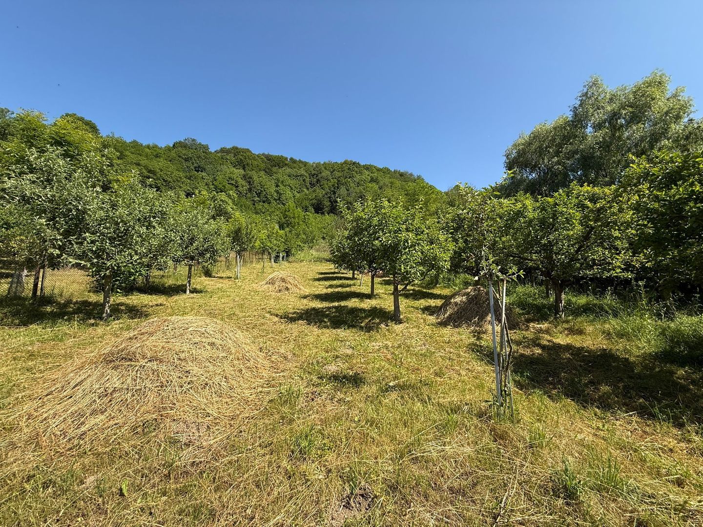 Vanzare casa cu 4 camere+anexe într-o zonă de poveste – Bezdead - Poză 16