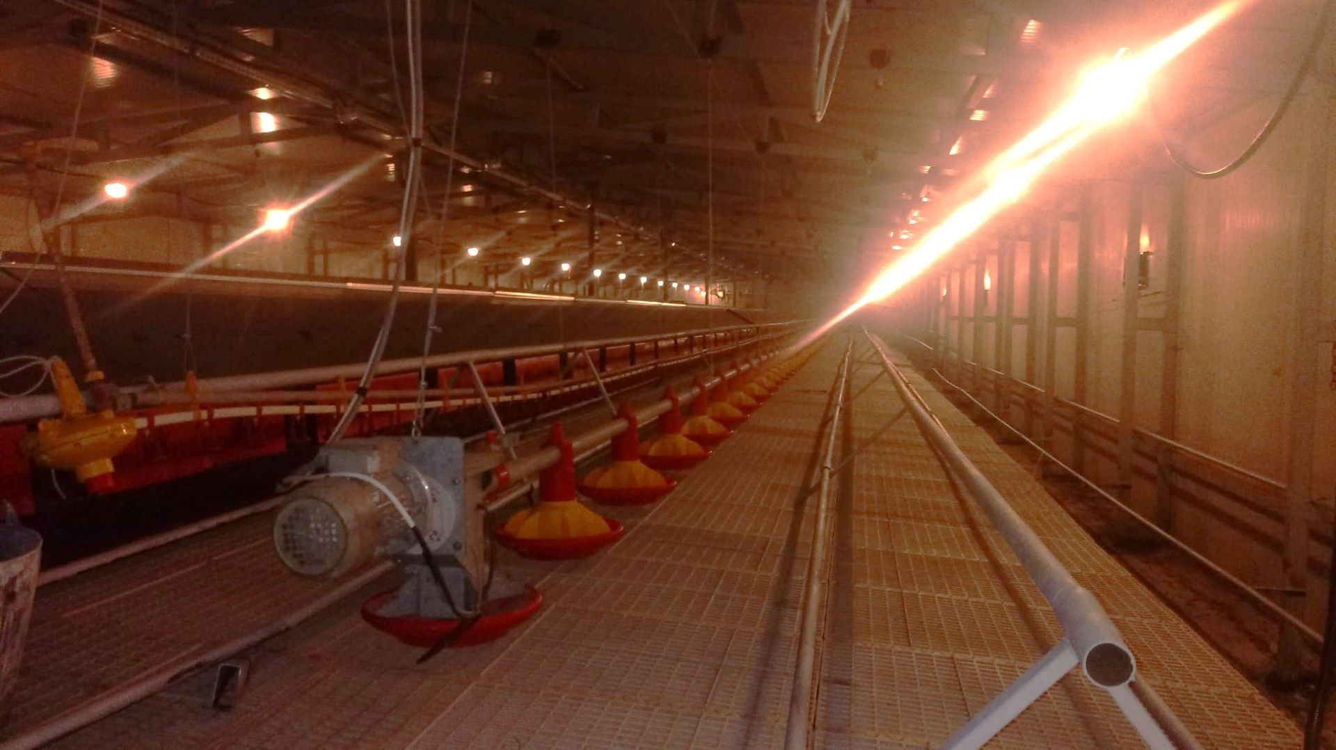 De vanzare ferma de gaini ouatoare in sistem free-range | 45.000 mp teren - Poză 7