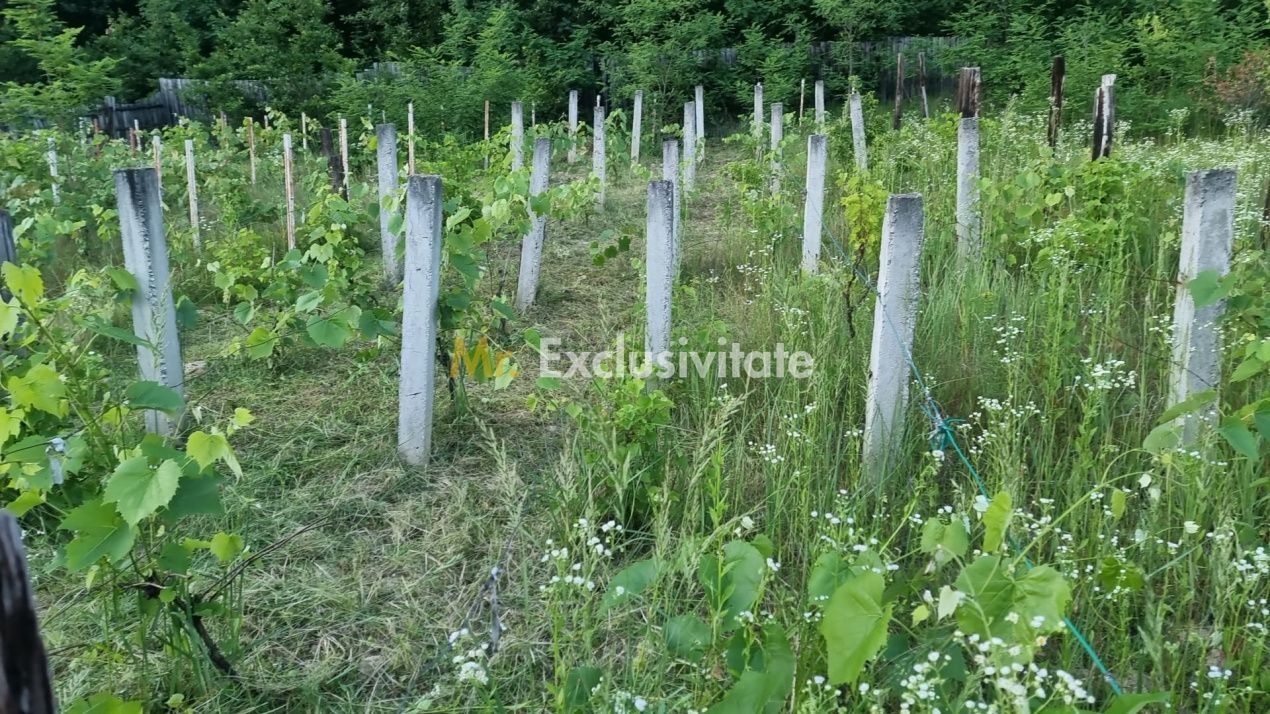 Casă P+M cu 1.558 mp teren, livadă și garaj - Poză 14
