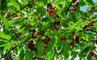 Teren cu utilități 2052 mp - Oradea - str. Făgetului - Poză 14