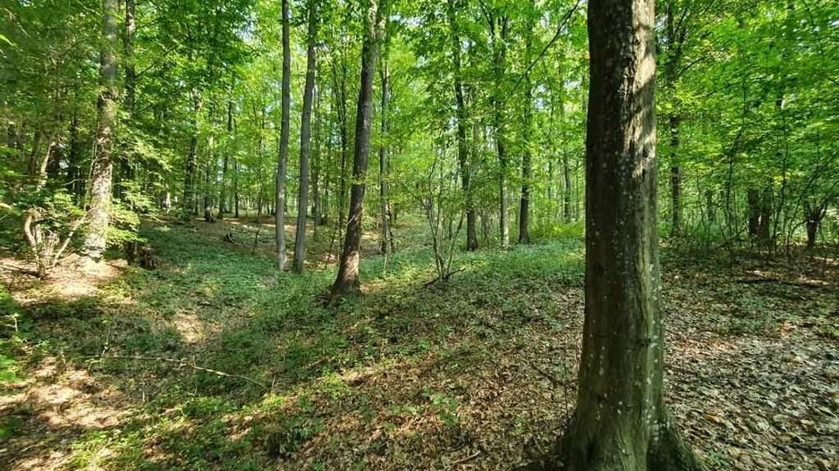 Padure stejar Prahova L328 - Poză 5