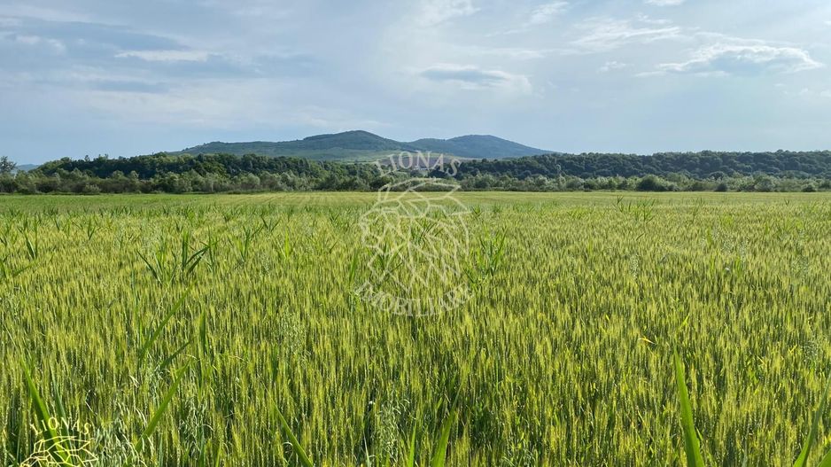 Teren -4.300 mp - Arabil - Chintelnic - Poză 4