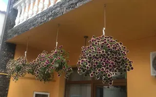 Casă / Vilă cu 6 camere + Casa/Vila cu 2 camere | zona Terezian - Poză 27