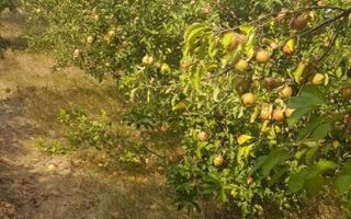 Teren la 35 km de Bucuresti - Izvorani - Ciolpani - Poză 3