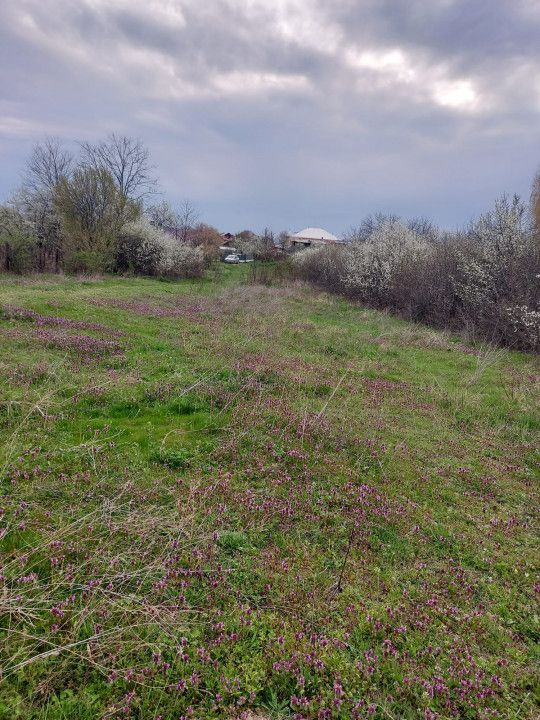 Teren Topoloveni - 3670 mp - langa padure, aproape de Centrul orasului  - Poză 5