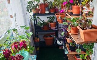 Apartament Tătărași -Flora - Poză 6