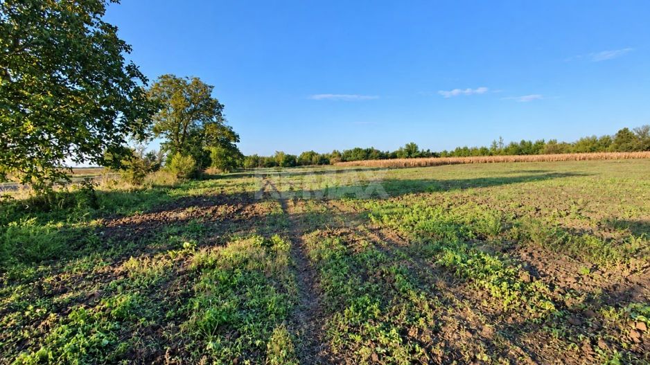 4,85 HA CU DESCHIDERE DE 300 M LA TRASEU | CRIULENI – SLOBOZIA-DUȘCA - Poză 6